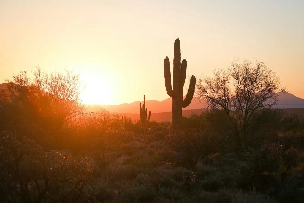 Saguaro cactus silhouetted against golden sunset in Arizona desert landscape