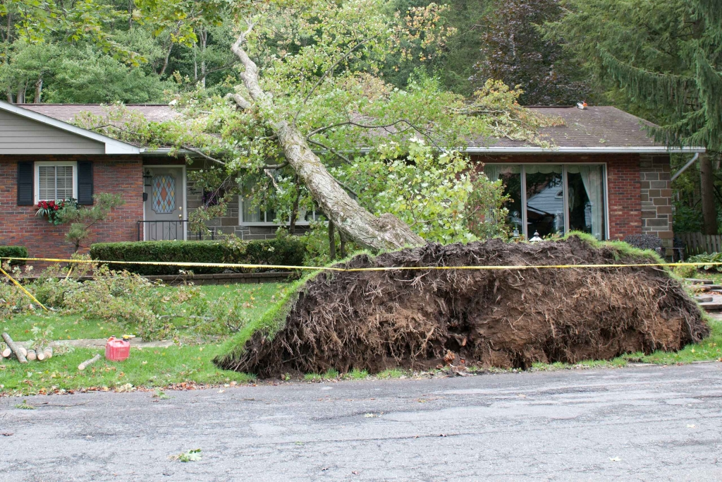 Uprooted tree fallen on house after storm, damaging roof
